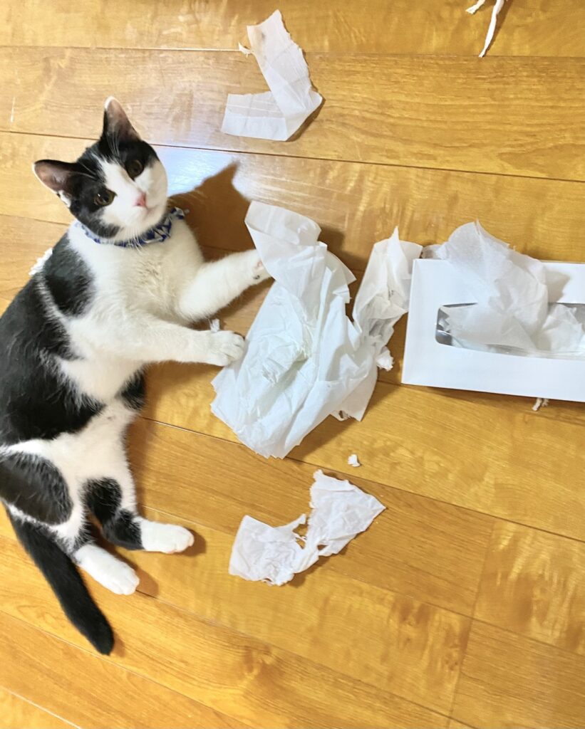 猫を飼うミニマリストのゴミ箱には蓋が必要だった件 タログタログ